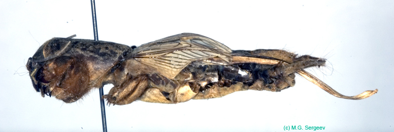 Gryllotalpa_unispina_m_0958