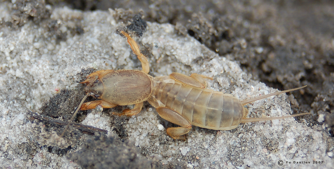 Gryllotalpa_unispina_n_2007_1_Danilov