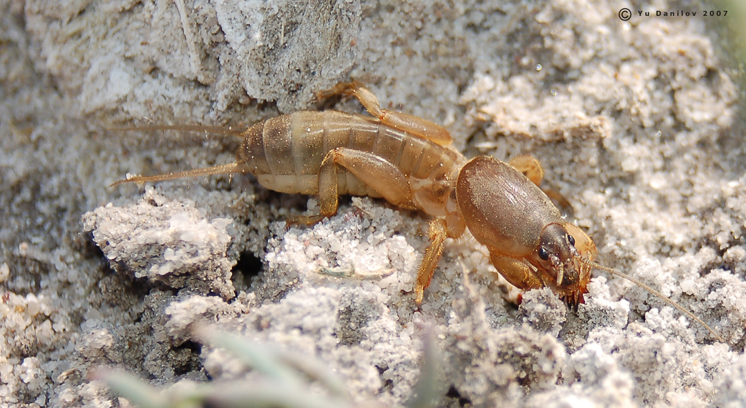 Gryllotalpa_unispina_n_2007_2_Danilov