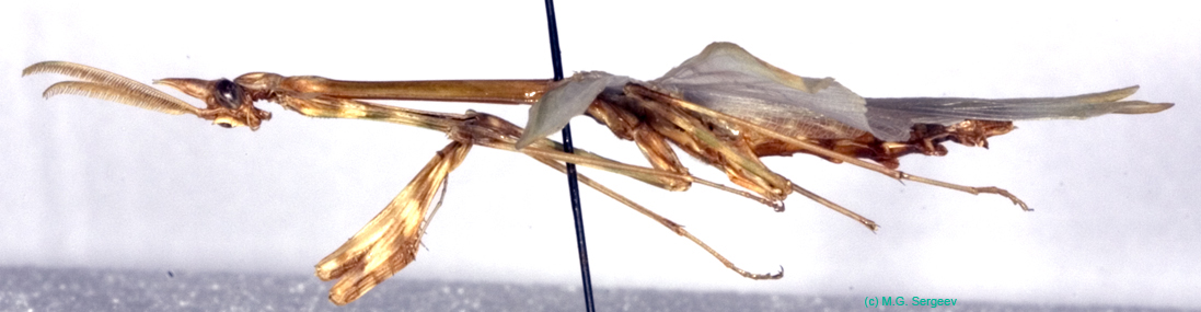 Empusa_pennicornis_m_0944