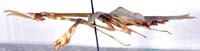 Empusa_pennicornis_m_0944