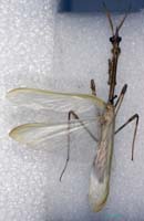 Empusa_pennicornis_m_0945