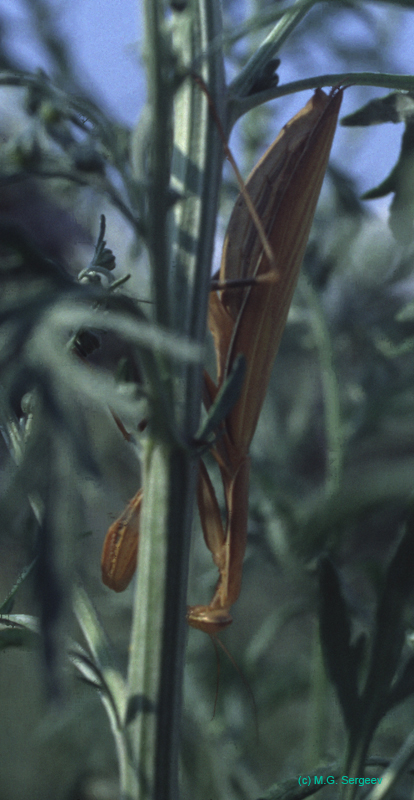 Mantis_religiosa_f_99_02