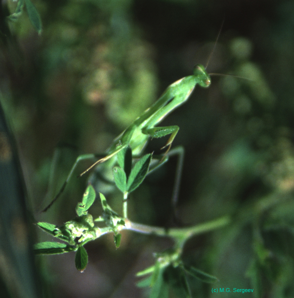 Mantis_religiosa_m_02_01