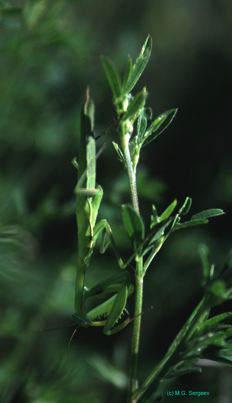 Mantis_religiosa_m_02_03