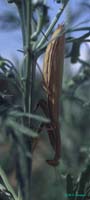 Mantis_religiosa_f_99_01