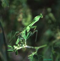 Mantis_religiosa_m_02_01