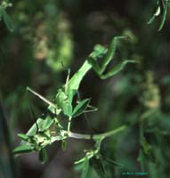 Mantis_religiosa_m_02_02