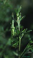 Mantis_religiosa_m_02_03