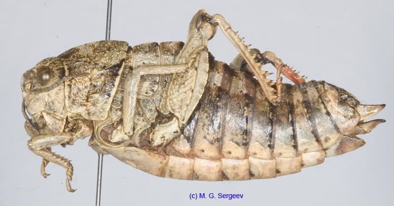 Paranocaracris_bulgaricus_f_1202