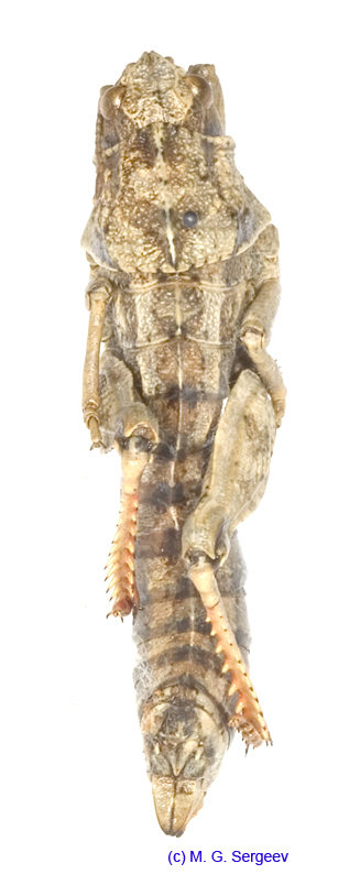 Paranocaracris_bulgaricus_f_1203