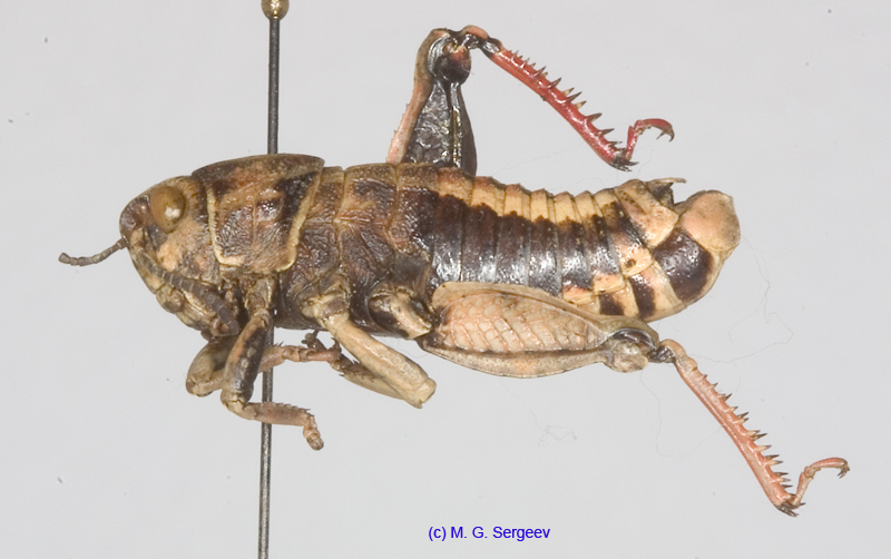 Paranocaracris_bulgaricus_m_1200
