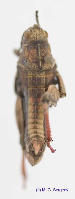 Paranocaracris_bulgaricus_m_1201