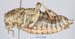 Paranocaracris_bulgaricus_f_1202