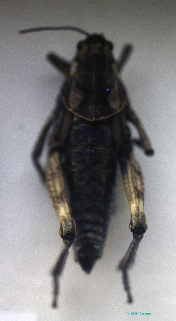 Haplotropis_brunneriana_f_01