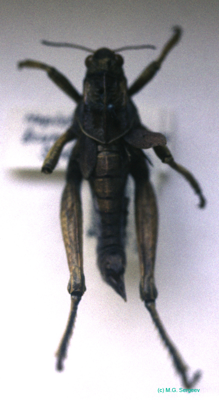 Haplotropis_brunneriana_m_01