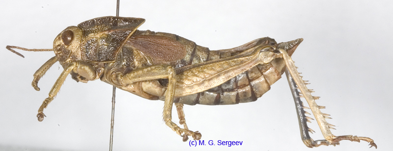 Haplotropis_brunneriana_m_1204