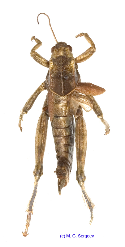 Haplotropis_brunneriana_m_1205