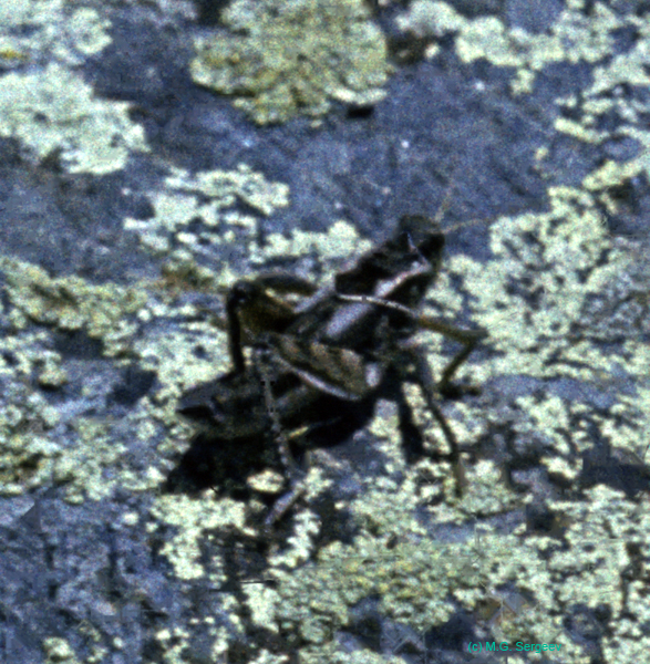 Haplotropis_brunneriana_m_82_02