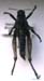 Haplotropis_brunneriana_m_01