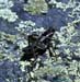 Haplotropis_brunneriana_m_82_02
