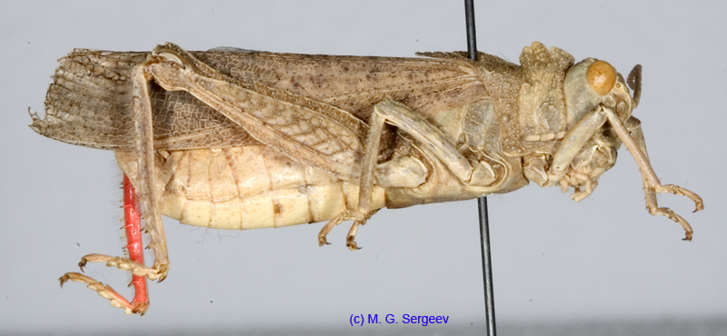 Asiotmethis_heptapotamicus_griseus_m_1231