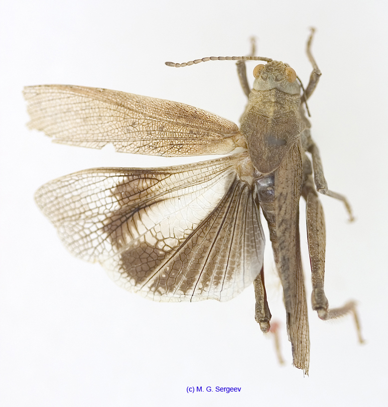 Asiotmethis_heptapotamicus_griseus_m_1232
