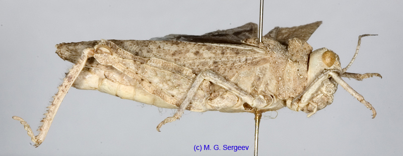 Asiotmethis_heptapotamicus_songoricus_f_1235