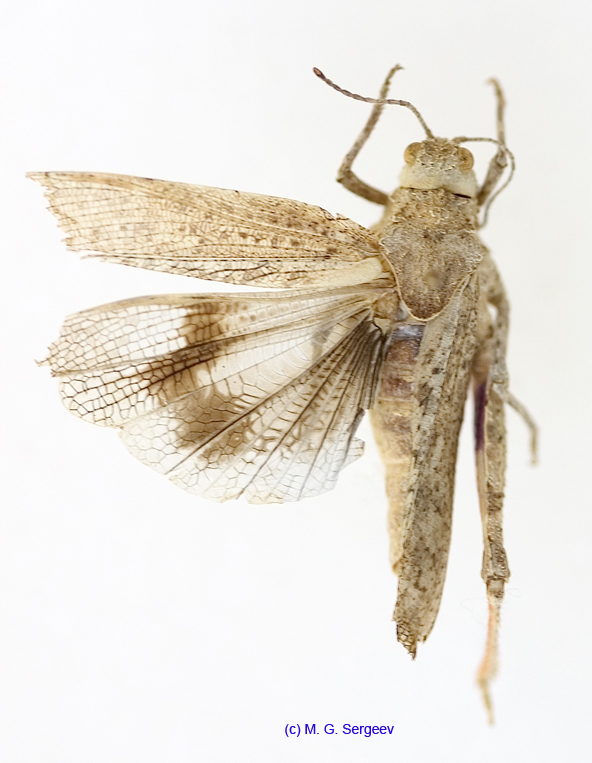 Asiotmethis_heptapotamicus_songoricus_f_1236
