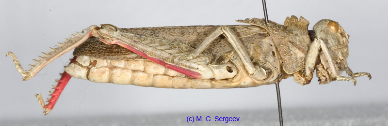 Asiotmethis_heptapotamicus_songoricus_m_1233