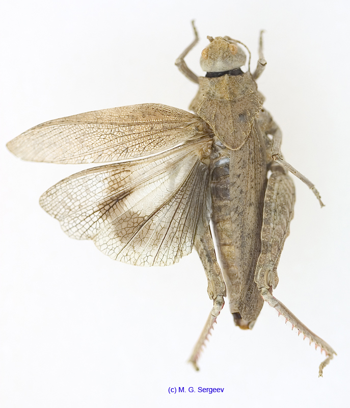 Asiotmethis_heptapotamicus_songoricus_m_1234