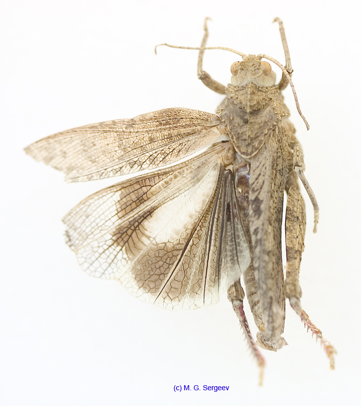 Asiotmethis_jubatus_f_1226