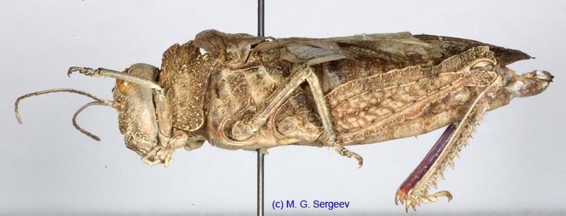 Asiotmethis_muricatus_muricatus_f_1223