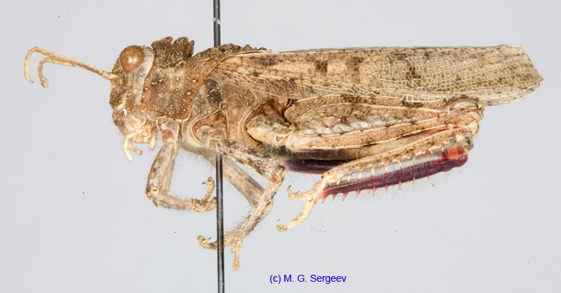 Asiotmethis_muricatus_muricatus_m_1222