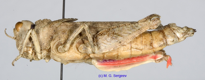 Asiotmethis_turritus_f_1229