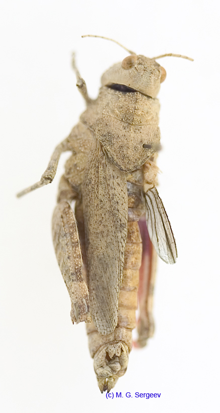 Asiotmethis_turritus_f_1230