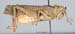 Asiotmethis_heptapotamicus_griseus_m_1231