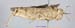 Asiotmethis_heptapotamicus_songoricus_f_1235