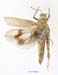 Asiotmethis_heptapotamicus_songoricus_f_1236