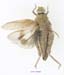 Asiotmethis_heptapotamicus_songoricus_m_1234