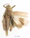Asiotmethis_jubatus_m_1228