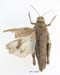 Asiotmethis_muricatus_muricatus_f_1224