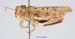 Asiotmethis_muricatus_muricatus_m_1222