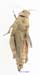 Asiotmethis_turritus_f_1230