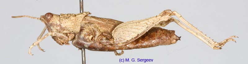 Chrotogonus_homalodemus_f_1220