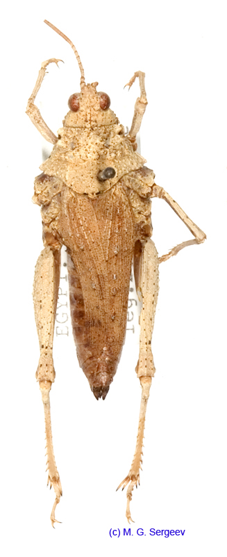 Chrotogonus_homalodemus_f_1221