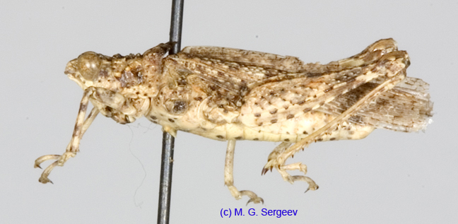Chrotogonus_turanicus_m_1218