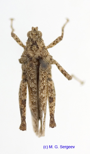 Chrotogonus_turanicus_m_1219