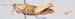 Chrotogonus_homalodemus_f_1220