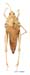 Chrotogonus_homalodemus_f_1221